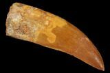Fossil Carcharodontosaurus Tooth, Serrated - Morocco #110432-1